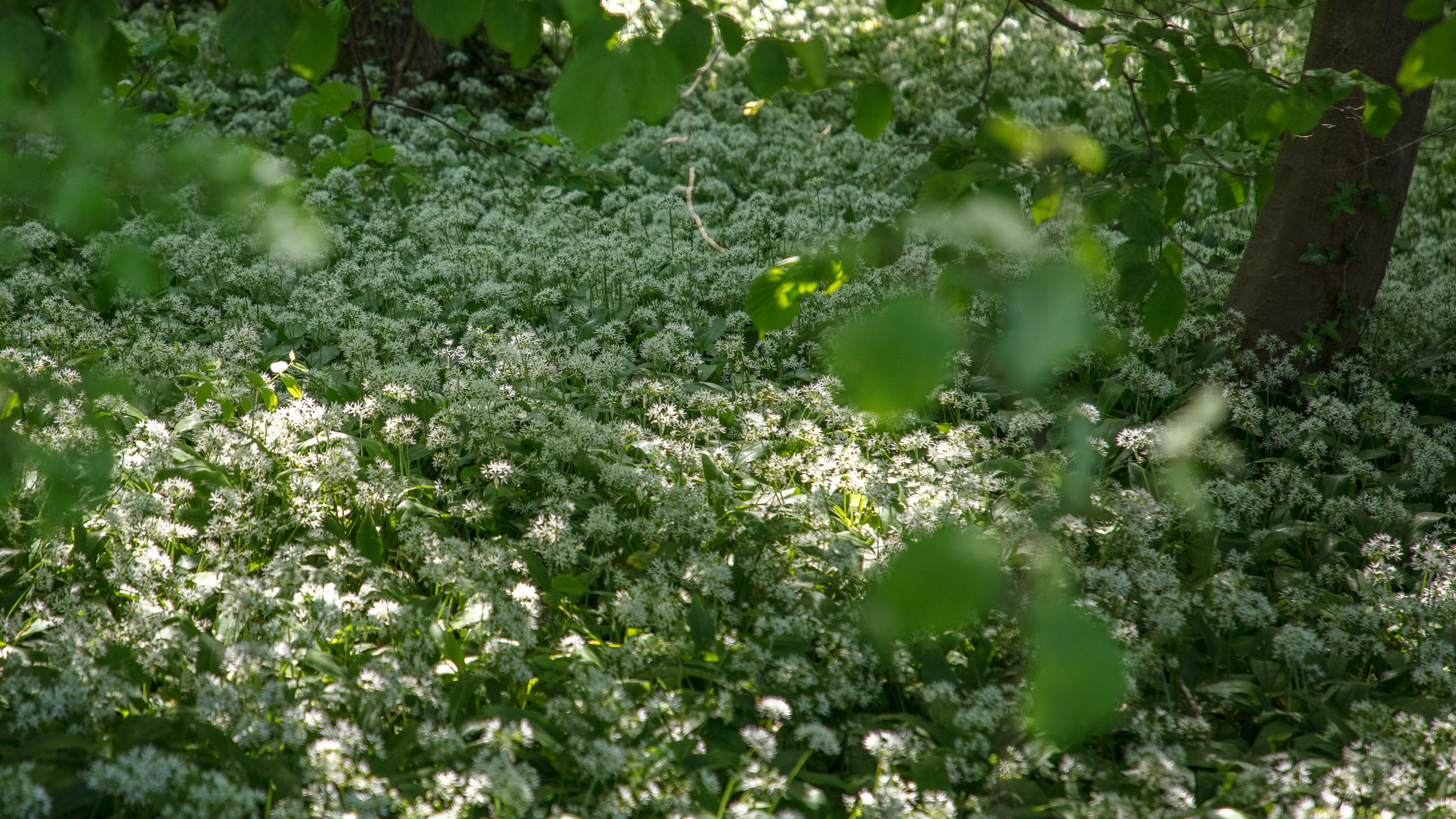 20220508124544 DP017530